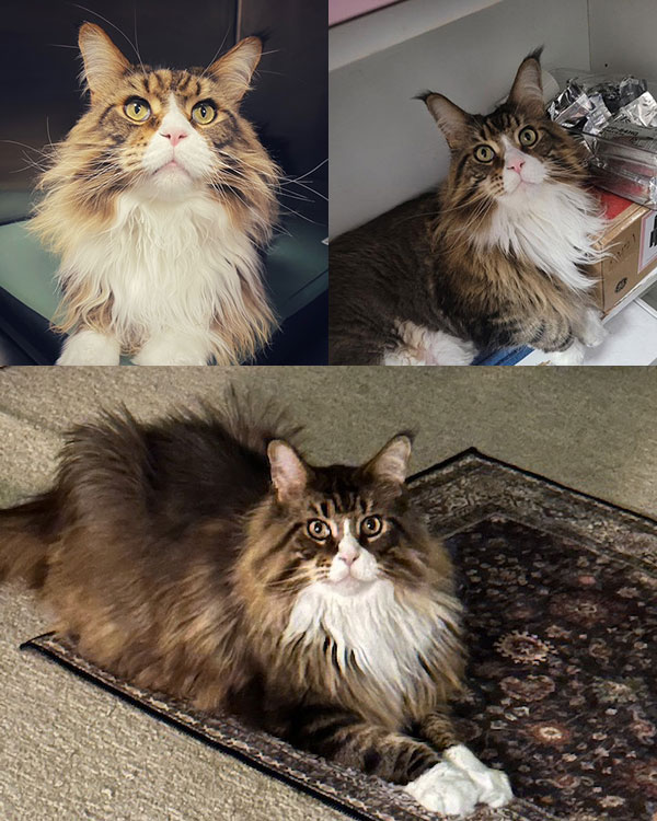Main Coon Cattery