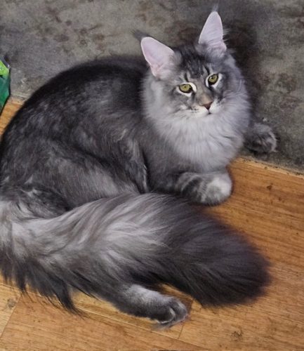 One of our boys at 8 months old  C’mere