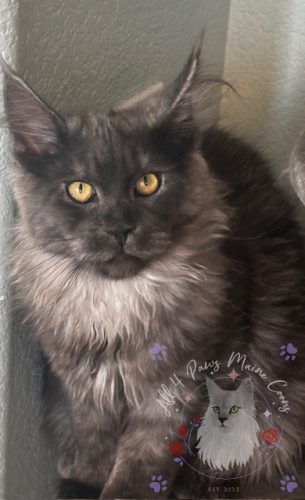 Gandalf 01-watermarked