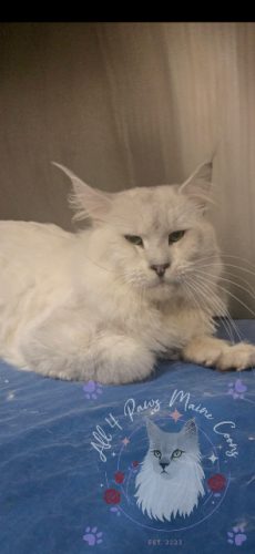 Gandalf the White 02