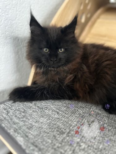 Mavis (2)