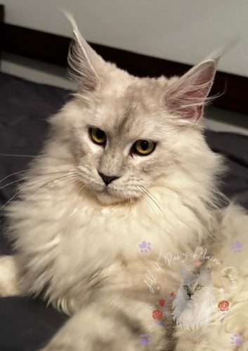 Twilight 01-watermark