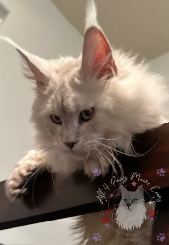 Twilight 03-watermark