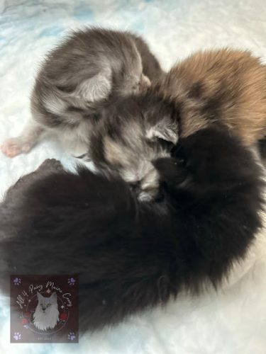 Twilight and Leo 10.03.2026 litter 04