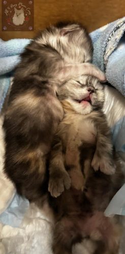 Twilight and Leo 10.03.2026 litter 05