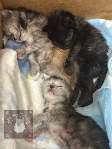 Twilight and Leo 10.03.2026 litter 06