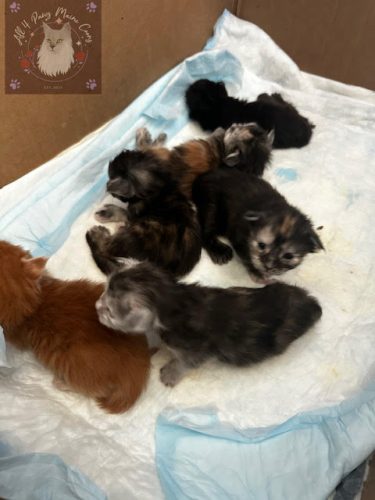 Twilight and Leo 10.03.2026 litter 07