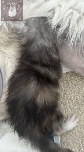 Twilight and Leo 10.03.2026 litter 14
