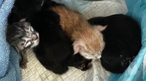 Xoe and Leo 3-9-2026-04-watermarked