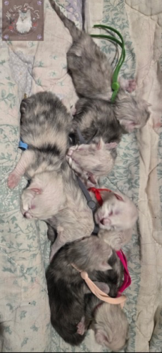Yuki and Gandalf 10.25.2026 the white born 07