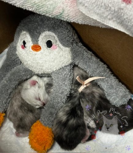 litter-Nyx and Leo 10-27-26 01