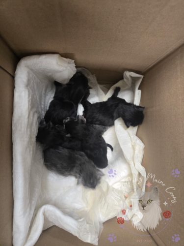litter-Nyx and Leo 10-27-26 02